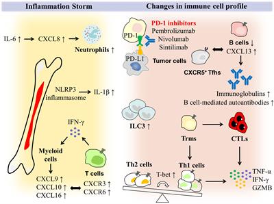 An updated review of gastrointestinal toxicity induced by PD-1 inhibitors: from mechanisms to management